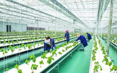 肥東縣:創(chuàng)新發(fā)展產(chǎn)業(yè) 共促鄉(xiāng)村振興