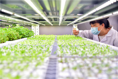 河北石家莊:科技助力智慧農(nóng)業(yè)