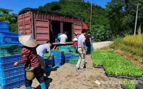如何做好瓜菜產業服務 怎樣提升瓜菜產品質量 三亞南繁農業科技110專家送扶貧致富種子來了