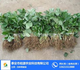 紅顏草莓苗哪家好？柏源農業(yè)科技公司的專業(yè)服務解析